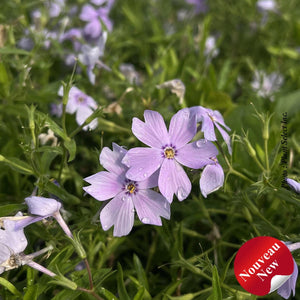 Phlox Woodlander™ 'Periwinkle'