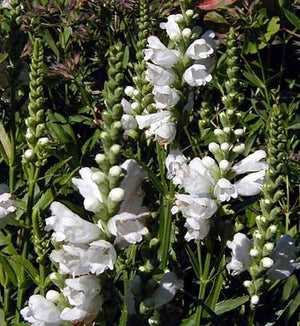 Physostegia 'Miss Manners'