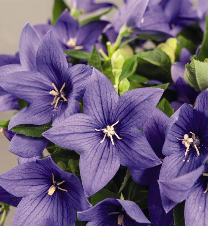 Platycodon Pop Star™ 'Blue'