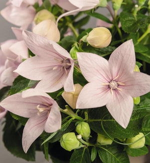 Platycodon Pop Star™ 'Pink'