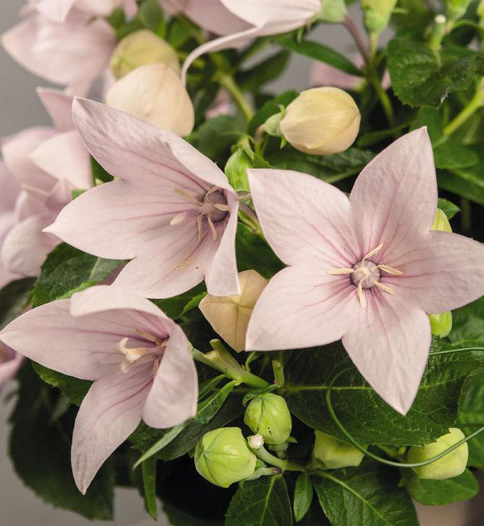 Platycodon Pop Star™ 'Pink'