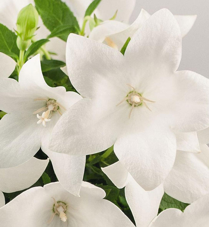 Platycodon Pop Star™ 'White'