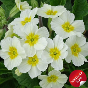 Primula 'Oakleaf White'