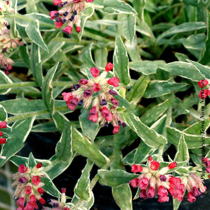 Pulmonaria 'Raspberry Frost'