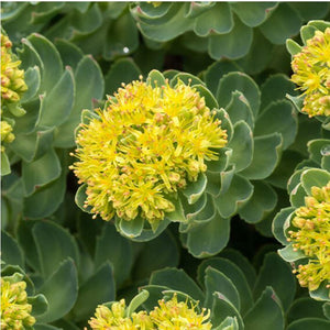 Rhodiola rosea