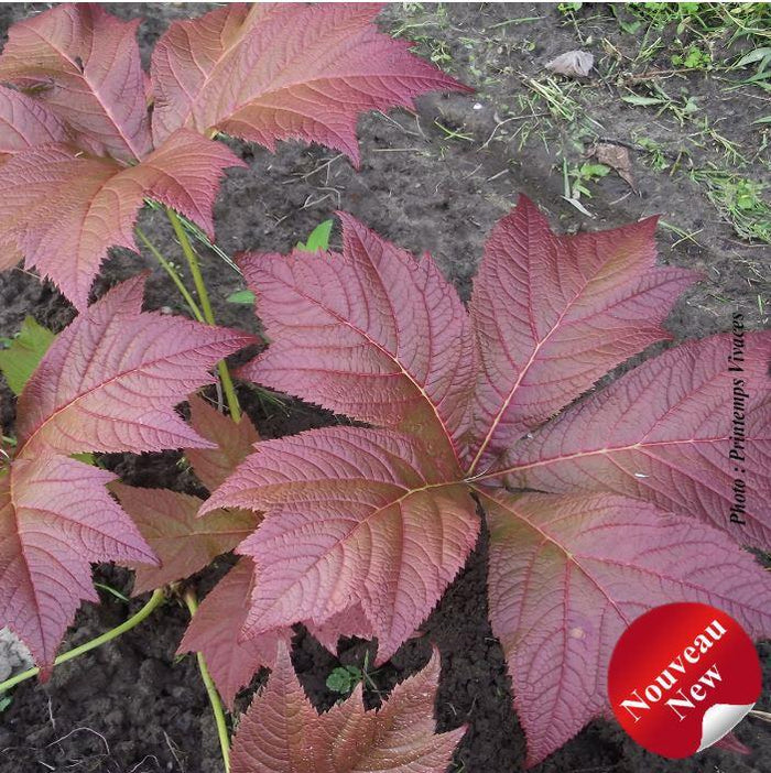 Rodgersia podophylla