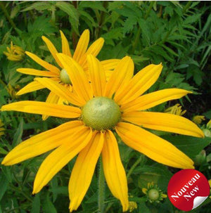 Rudbeckia 'Green Eyed Lady'
