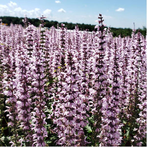 Salvia 'Feathers Flamingo'