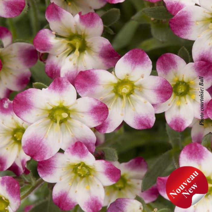 Saxifraga Marto™ 'Red Picotee'