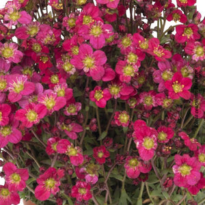 Saxifraga 'Scenic Red'