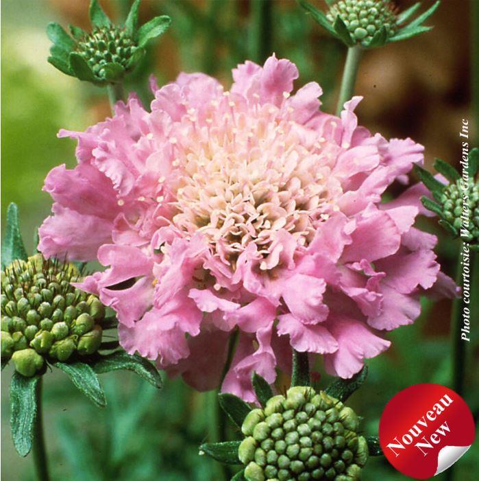 Scabiosa 'Pink Mist'