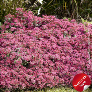 Sedum Rock'N Round® 'Superstar'