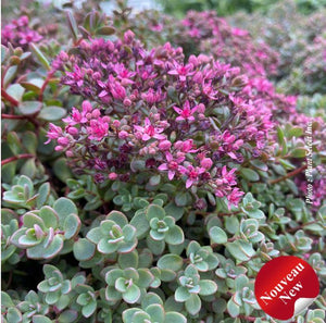 Sedum 'Shamrock'
