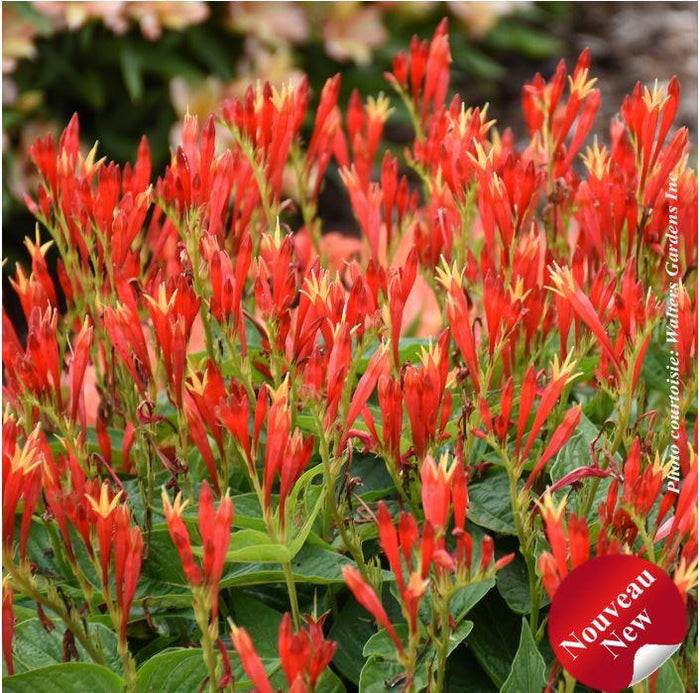 Spigelia 'Ragin Cajun'