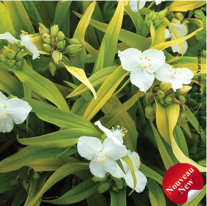 Tradescantia 'Angelic Charm'