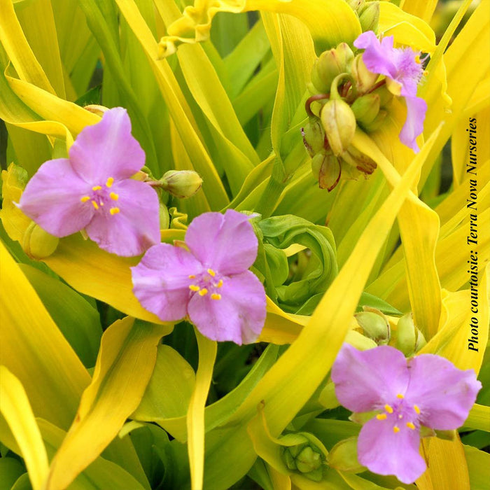 Tradescantia 'Sunshine Charm'