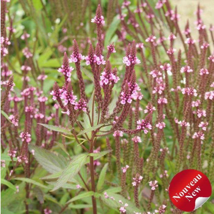 Verbena 'Pink Spires'