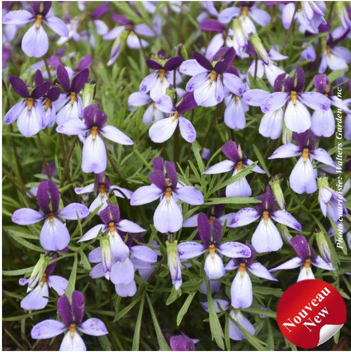 Viola 'Eco Artist Palette'