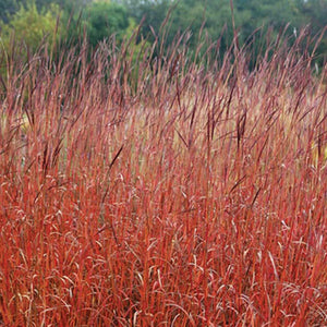 Andropogon 'Dancing Wind'