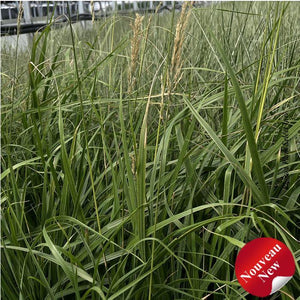 Calamagrostis 'Easy Breezy'