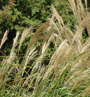 Miscanthus 'Berlin'