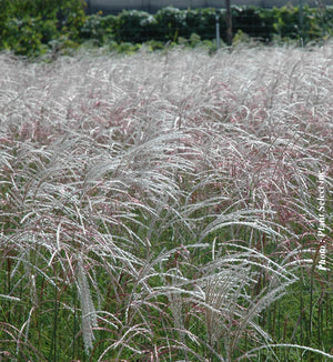 Miscanthus 'Kleine Fountain'