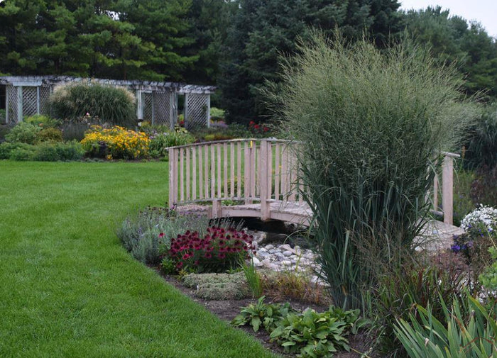 Panicum Prairie Winds® 'Totem Pole'