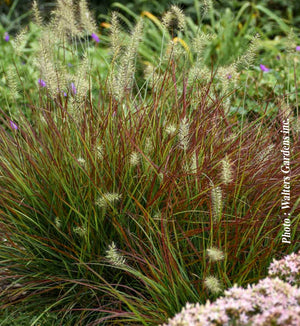 Pennisetum 'Burgundy Bunny'