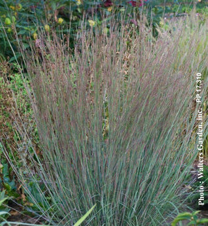 Schizachyrium 'Blue Heaven®'