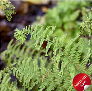 Athyrium filix-femina 'Fronds Forever'