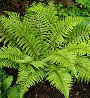 Polystichum polyblepharum