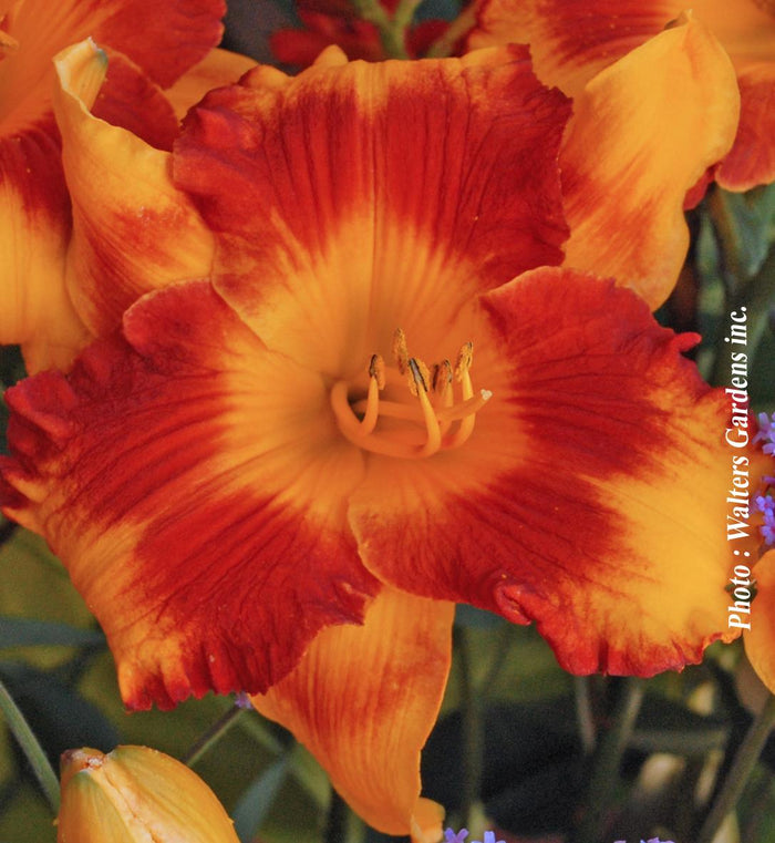 Hemerocallis 'Adorable Tiger'