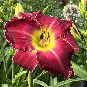 Hemerocallis Rainbow Rhythm® 'Blood Sweat Tears'