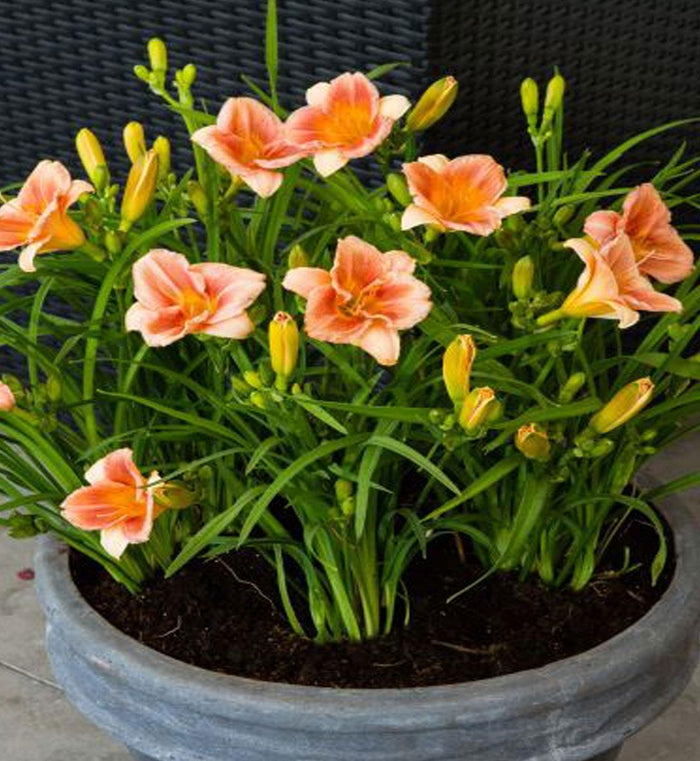 Hemerocallis 'Everyday Lily Cerise'