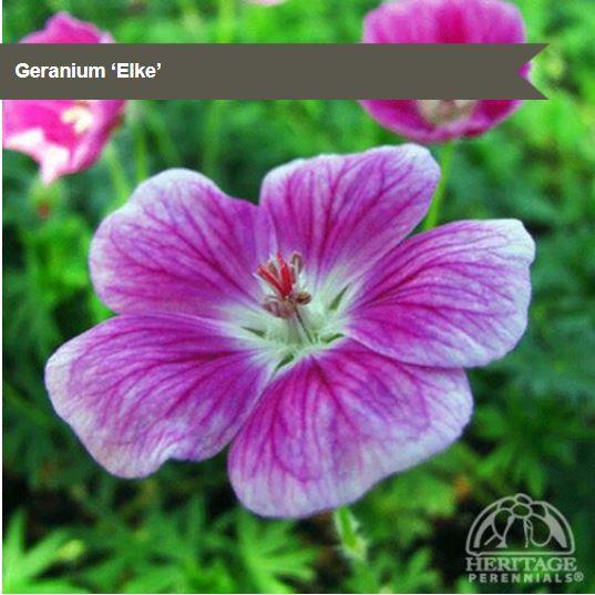 Geranium 'Elke'