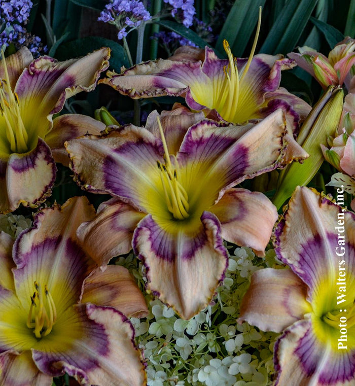 Hemerocallis 'Handwriting on the Wall'