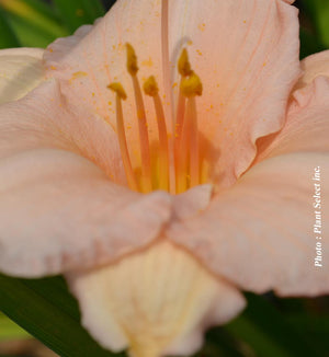 Hemerocallis 'Peach Stella'