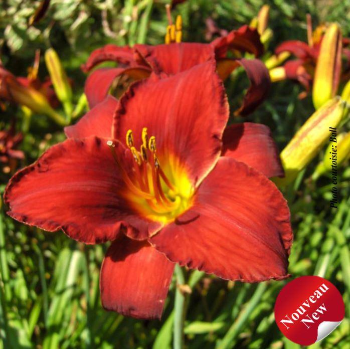 Hemerocallis 'Ruby Stella'