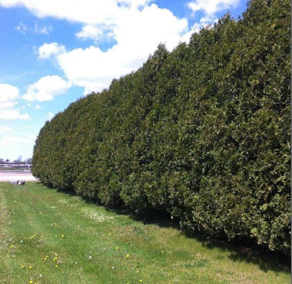 Thuja occidentalis 'Nigra'