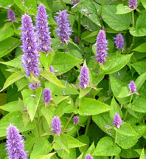 Agastache foeniculum