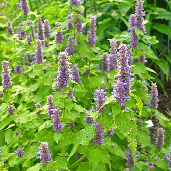 Agastache rugosa 'Golden Jubilee'