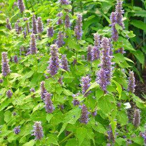 Agastache rugosa 'Golden Jubilee'