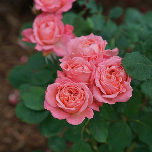 Rosa x 'Reminiscent® Coral'
