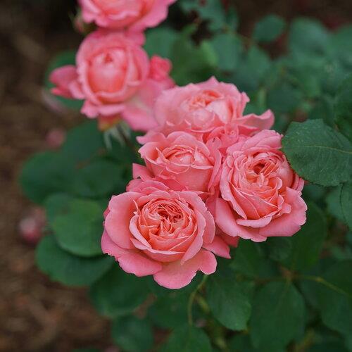 Rosa x 'Reminiscent® Coral'