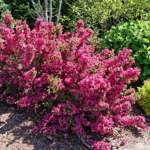 Weigela 'Sonic Bloom® Punch'