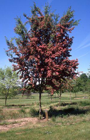 Crataegus 'Crimson Cloud'