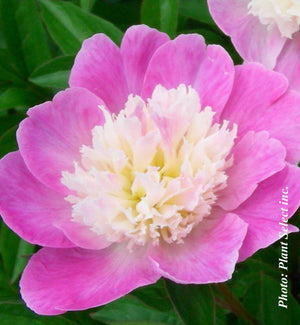 Paeonia 'Gay Paree'