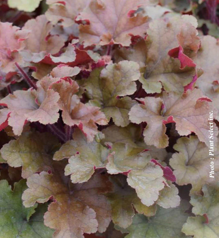 Heuchera 'Marmalade'