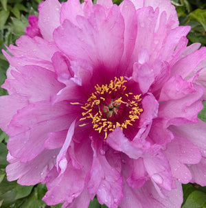 Peony 'First Arrival' (Itoh)