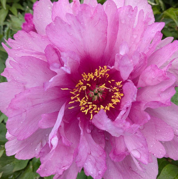 Peony 'First Arrival' (Itoh)